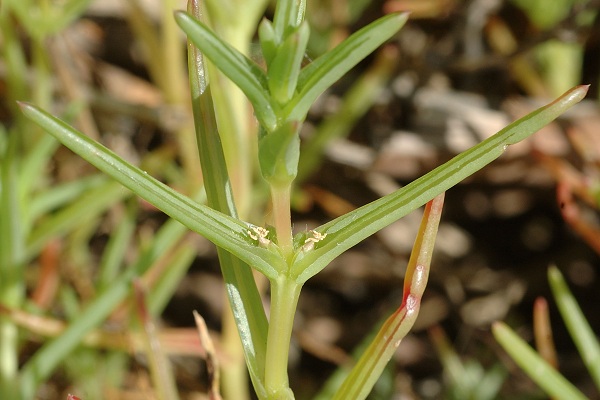 Saint-Laurent-de-la-Pr�e (Charente-Maritime), 11 ao�t 2012