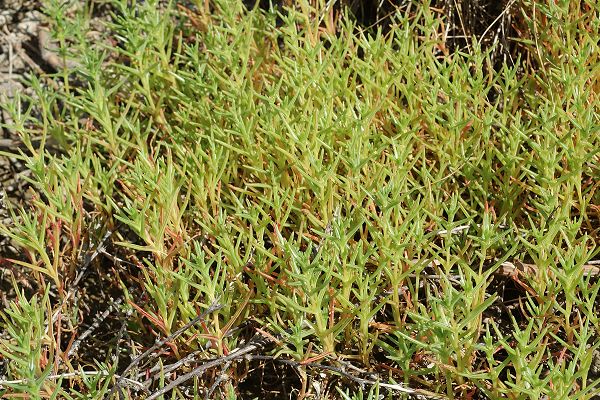 Saint-Laurent-de-la-Pr�e (Charente-Maritime), 11 ao�t 2012