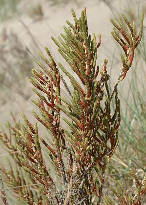 Port-Saint-Louis-du-Rhône (Bouches-du-Rhône), 29 avril 2008