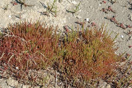 Saint-Mitre-les-Remparts (Bouches-du-Rhône), 28 avril 2009