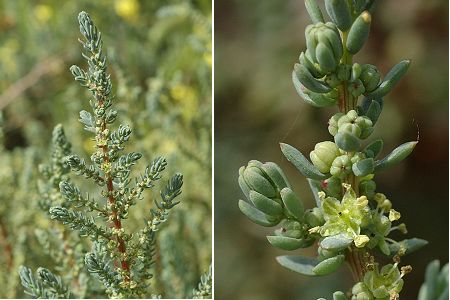 Le Cailar, Pont des Touradons (Gard), 24 avril 2006