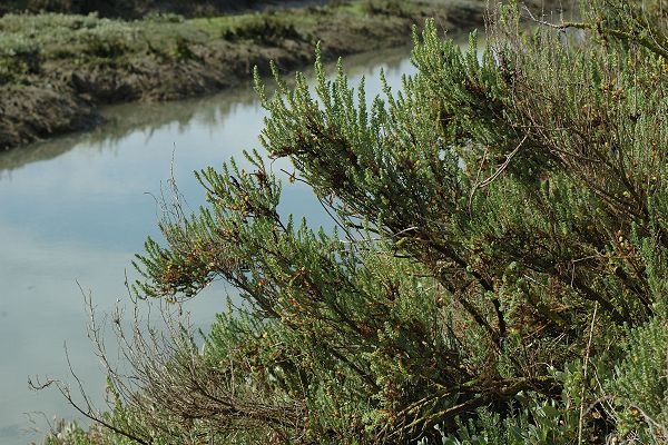 Ile de R� (Charente-Maritime), 14 mai 2009