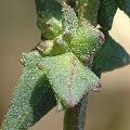 Atriplex patula