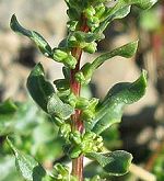 Betterave à gros fruits