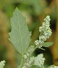 Chénopode blanc