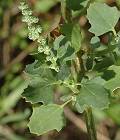 Chénopode à feuille d'obier