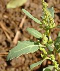 Chénopode glauque