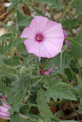 Gigaro (Var), 28 avril 2006