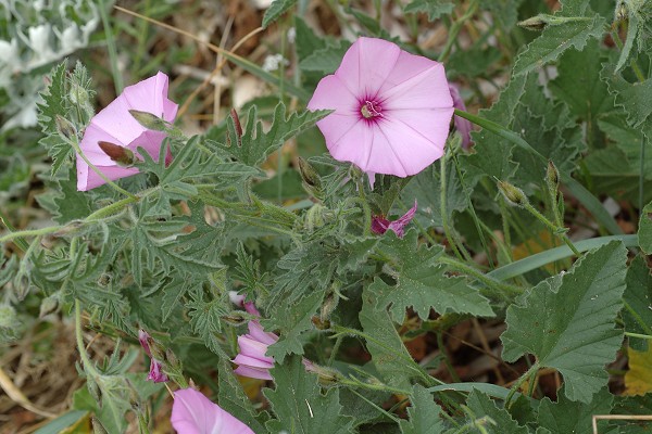 Gigaro (Var), 28 avril 2006