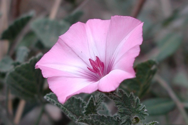 Hyères (Var), 25 avril 2007 (photo : Mireille Joseph)