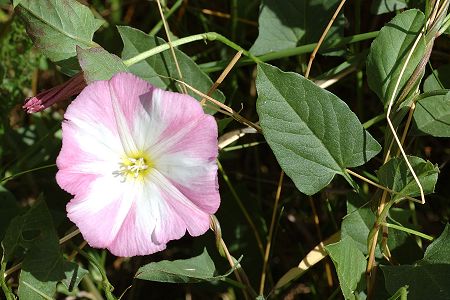 Sainte-Marie (Doubs), 21 juin 2005