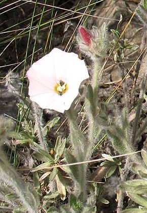 Casès-de-Pène (Pyrénées-Orientales), 1 mai 2006