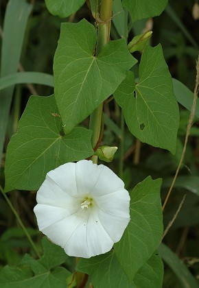 Lougres (Doubs), 4 juillet 2005