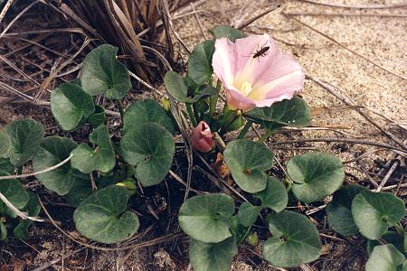 Portigliolo (Corse), 30 avril 1995