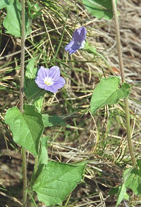 Capo di Urso (Sardaigne), 18 avril 2003