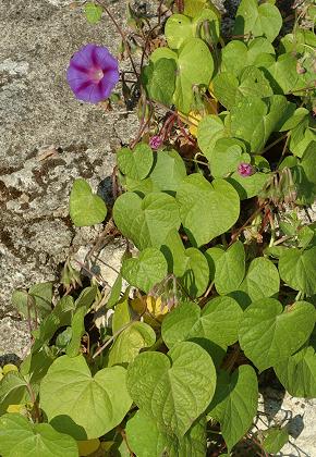 Olivet (Loiret), 26 septembre 2008