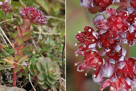 Chenaillet (Hautes-Alpes), 29 août 2006