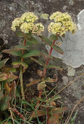Sauterre (Puy-de-Dôme), 20 août 2007