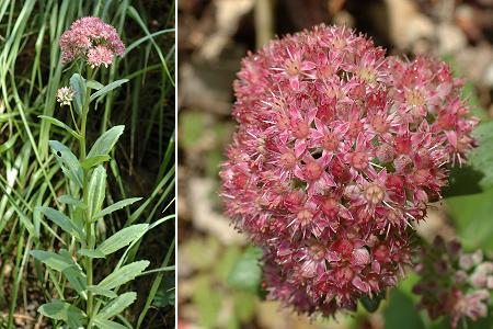 Médières (Doubs), 26 juin 2006