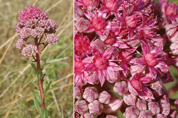 Onans (Doubs), 15 août 2006