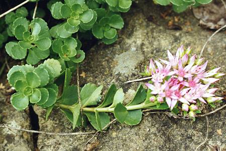 Montenois (Doubs), 7 juillet 1991