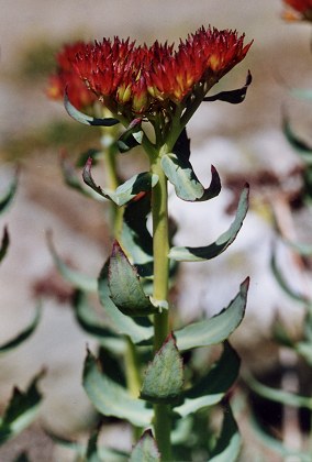 Col d'Urine, Queyras (Hautes-Alpes), 11 juillet 2001
