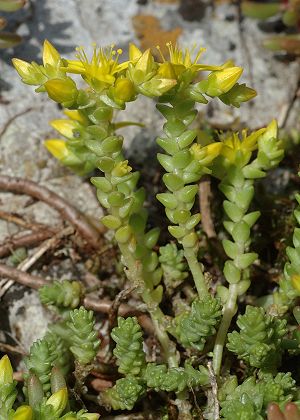 Pont-de-Roide (Doubs), 20 juin 2008