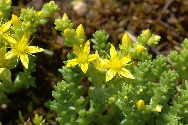 Montenois (Doubs), 27 mai 2009