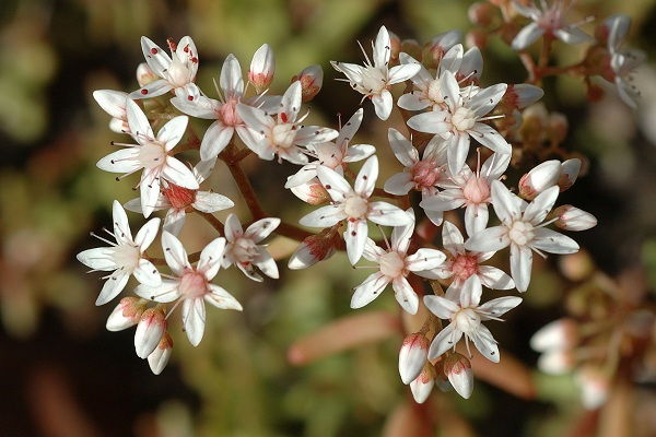 Blussans (Doubs),  4 juillet 2007