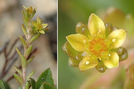 Du col des Montets vers le lac Blanc (Haute-Savoie), 3 juillet 2007