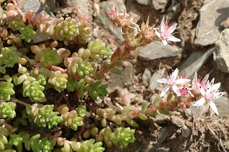 Vers le lac de Bareilles (Haute-Pyrénées), 15 août 2009