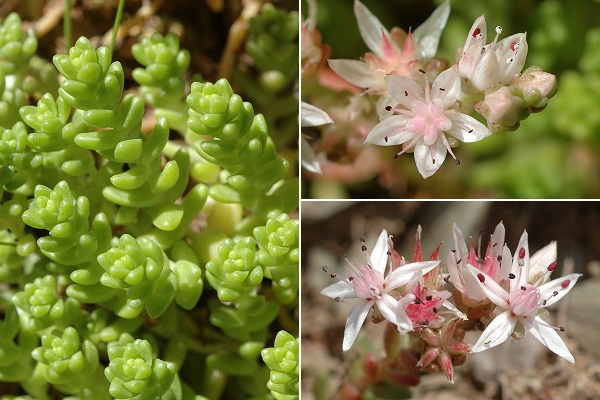 Vers l'étang de la Frêche (Haute-Pyrénées), 13 août 2009 / Vers le lac de Bareilles (Haute-Pyrénées), 15 août 2009