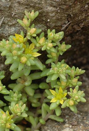 Du col des Montets vers le lac Blanc (Haute-Savoie), 3 juillet 2007