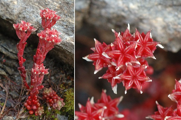 Bessans, vers La Buffaz (Savoie), 30 juillet 2014