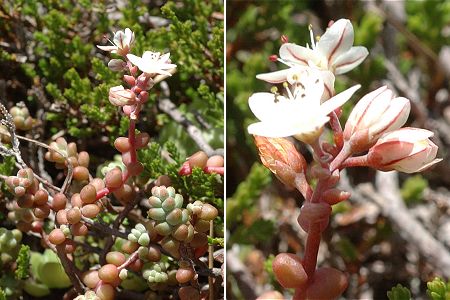 Etang de la Frèche (31), 13 août 2009