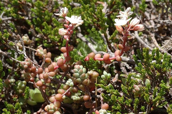 Etang de la Frèche (31), 13 août 2009