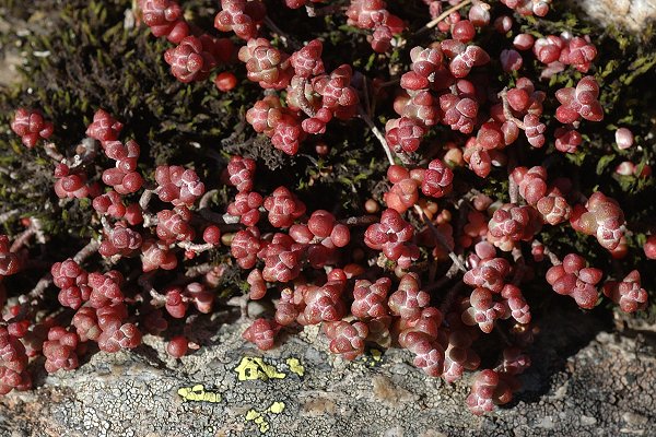 Etang de la Frèche (31), 13 août 2009