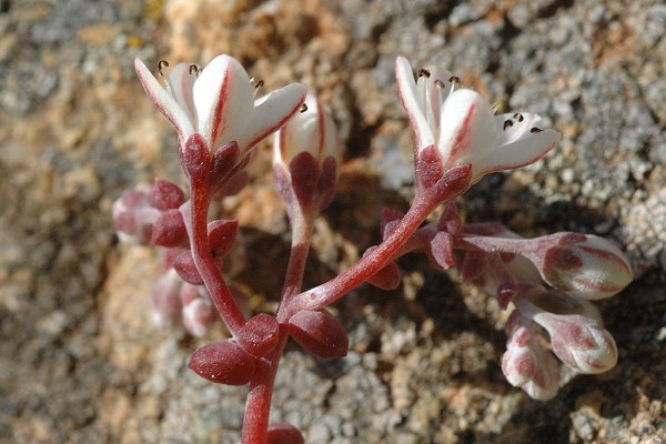 Bavella (Corse), 24 juin 2016