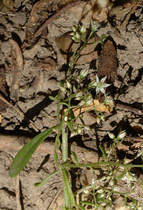 Saint-Maurice-de-Beynost (Ain), 6 ao�t 2007