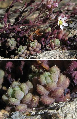 Montagne de Cagna (Corse), 15 juillet 2008 (photo : Olivier MADON)