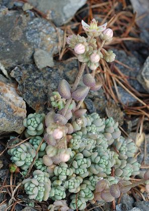 Bessans, vers La Buffaz (Savoie), 30 juillet 2014