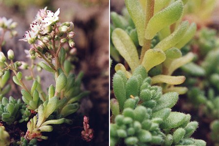 Beaujeu (Ard�che), 1 juin 2000