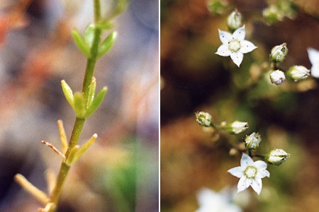 Rotundo (Corse), 21 juillet 1998