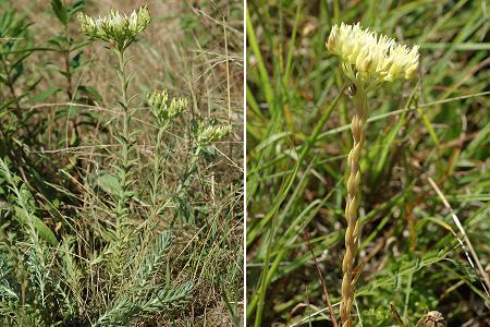 Saint-Jean-de-Niost (Ain), 23 juin 2008