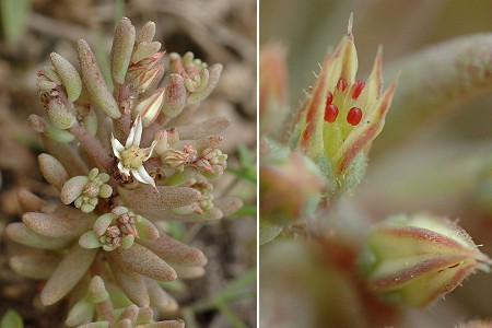 Traves (Haute-Sa�ne), 2 juin 2007