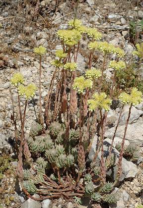 Le Rove (Bouches-du-Rhône), 12 juillet 2007