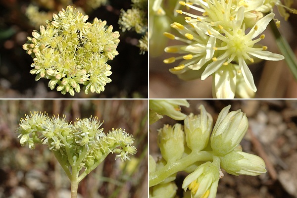 Callelongue (Bouches-du-Rh�ne), 1 mai 2006 / Le Rove et Massif de l'Etoile (Bouches-du-Rh�ne), 12 juillet 2007