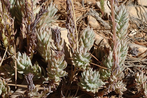 Massif de l'Etoile (Bouches-du-Rh�ne), 12 juillet 2007