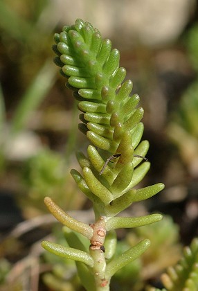 Villars-sous-Ecot (Doubs), 12 ao�t 2007