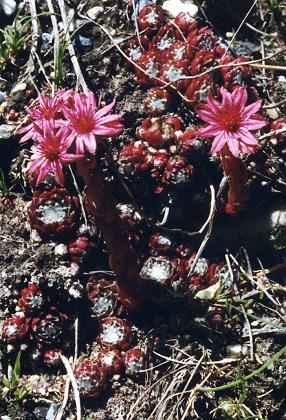 Val d'Isre (Savoie), 13 juillet 1992